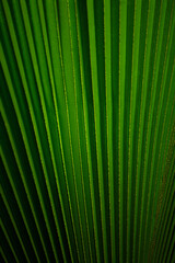 Texture of a green leaf of a palm tree close up.