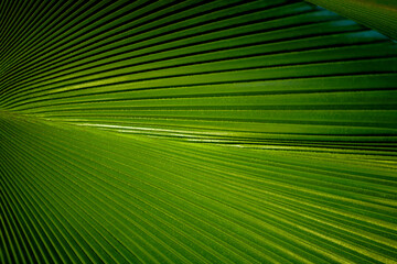 Texture of a green leaf of a palm tree close up.