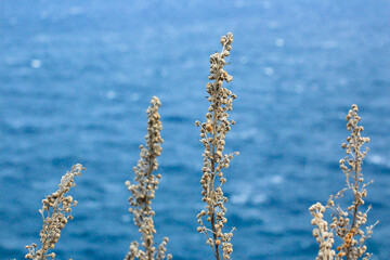 wheat field against sea