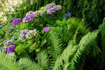 Hydrangeas and ferns grow along a cedar hedge in a garden; lush garden plants of hydrangea and fern beside a cedar shrub