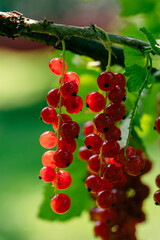 red currants on a branch