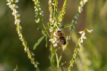 bee on flower, Melilotus albus