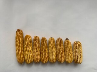 dried corn cobs from larger to smaller on white background. Copy space