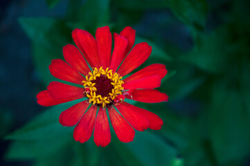 Red flower Zinnia on the background of foliage. High quality photo
