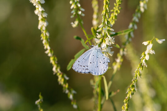 butterfly on a flower, Melilotus albus