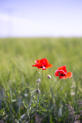 red poppy in the field