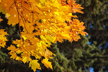 Maples with yellow leaves in the autumn park.