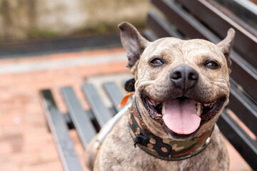 Portrait of brindle pitbull smiling and looking at the camera. Cute brown brindle dog. Tender look. sticking out his tongue. Pitbull feilz and wearing pet collar.