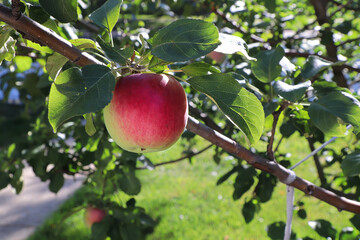 A ripe red and green apple hanging on a tree