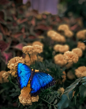 Blue