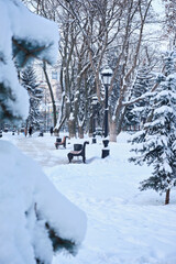 Frosty snow alley in the winter Park with benches. Trees covered with snow.