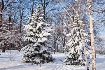 Frosty snow alley in the winter Park with benches. Trees covered with snow.