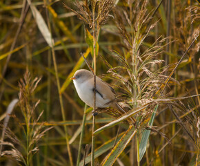 усатая синица, в тростнике, dearded reedling, bartmeise, panure a moustaches, птицы