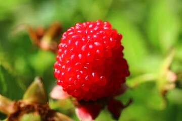 malina ponętna malinotruskawka rubus illecebrosus