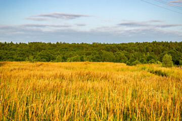 field of wheat