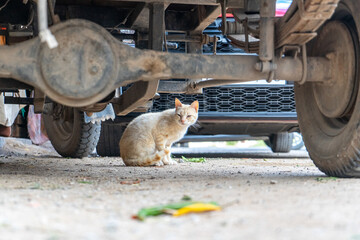 Ginger cat relaxing under a car in a parking lot