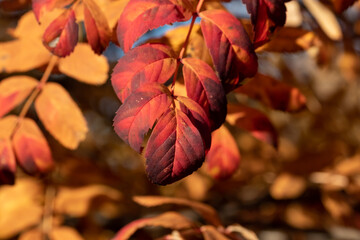 Obraz premium Rowan leaf in autumn at sunset
