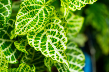 FITTONIA ARGYRONEURA. La Fittonia argyroneura (foto debajo) es una especie herbácea perenne,...