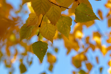 Yellow birch leaves on blue background sky. Autumn
