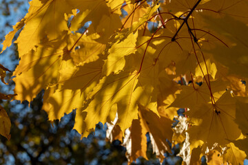 
Yellow maple leaves on blue background
sky. Autumn