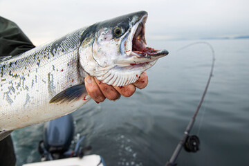 Fisherman holding a fresh caught Coho Salmon on the Puget Sound in Washington state
