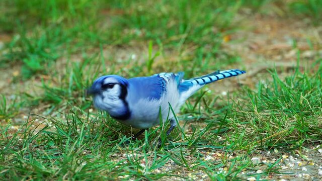 beautiful northern blue jay on the ground eating seeds