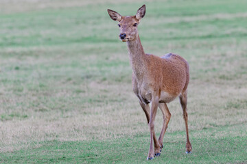 Jane doe on a cat walk, just elegant, proud and beautiful.