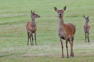 Proud watch over deer family strong female leader of pack