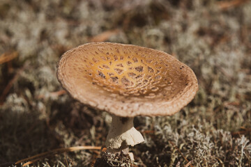 Grzyb © Magical moments