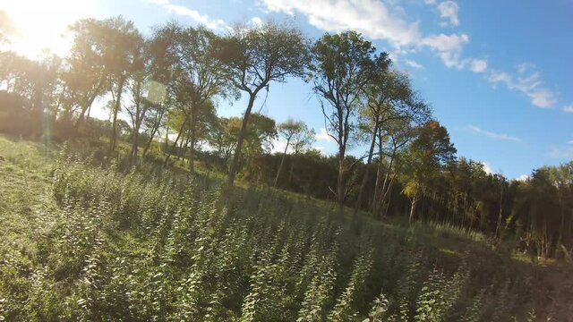 Drone &agrave; travers les arbres