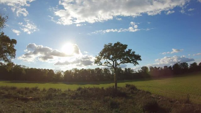 Drone &agrave; travers les arbres