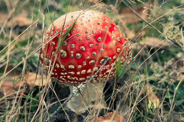 Muchomor © Magical moments