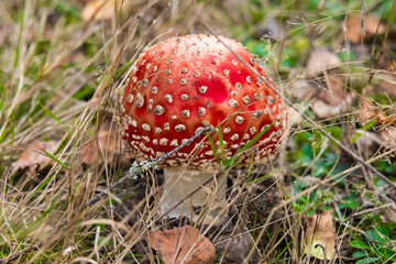 Muchomor © Magical moments