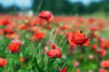 Red poppies on abstract green blurred background