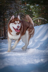 Red husky dog is playing in the snow. Siberian husky dog runs on snowy road in the winter sunny park