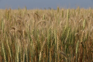 field of wheat