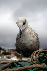Segull on the pier