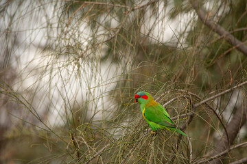 musk lorikeet in barossa goldfield
