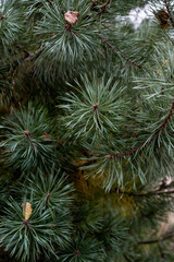 Village road, Christmas trees grow around the road