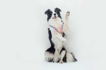 Puppy dog border collie wearing winner or champion gold trophy medal isolated on white background. Winner champion funny dog. Victory first place of competition. Winning or success concept.
