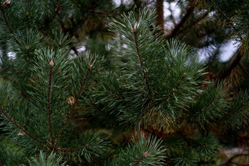 Spruce, pine, evergreen trees for background