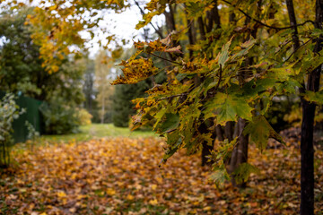 In the countryside, the trees turned yellow in autumn
