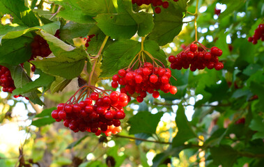  Red berries and leaves viburnum opulus 
 in the garden.