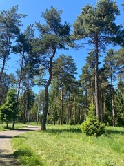 Obraz premium trees in the park