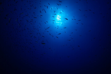 diving under the moonlight