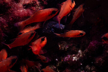 A mediterranean moray between a group of cardinal fishes. Muraena Helena