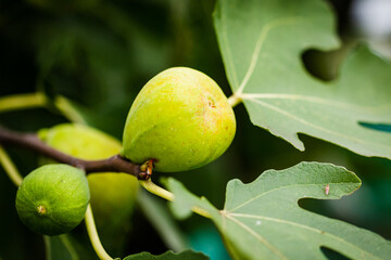 Ripe green fig surrounded by leaves, close up, selective focus