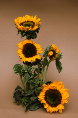 Composition of sunflowers on brown paper background. Autumn abstract background. © Alina