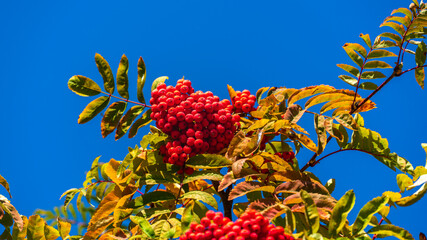 Red ripe rowan berries on a background of leaves and blue sky on an autumn sunny day