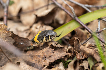 snake creeping on leaves